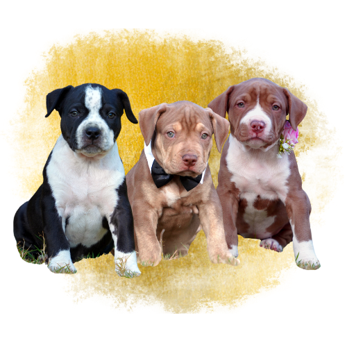 Bully pit hotsell puppies for sale